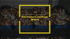 Как открыть грибную ферму