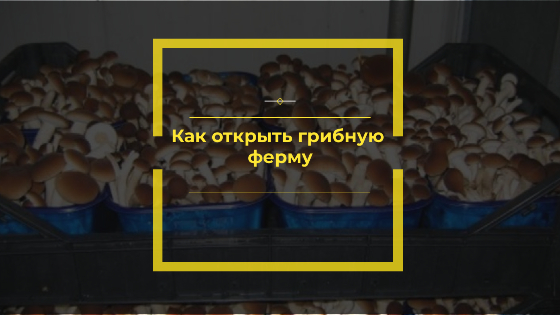 Как открыть грибную ферму